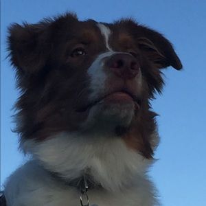 Meet your Posher, William